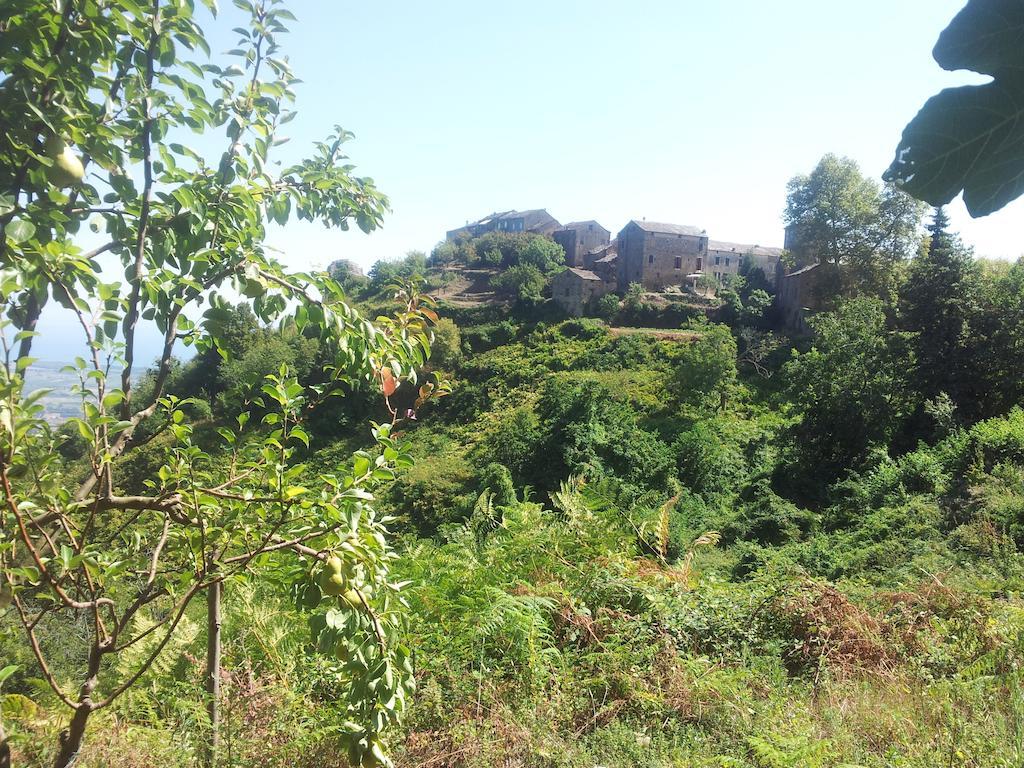 Gite La Fontaine Corse Loreto-di-Casinca Szoba fotó